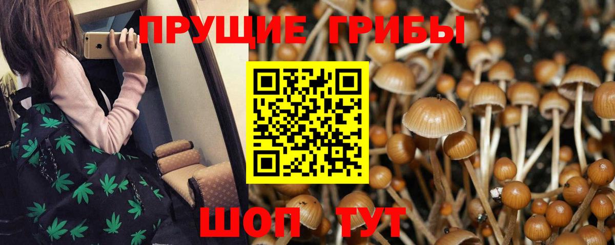 Минусинск  Псилоцибиновые грибы Cubensis  как найти закладки  Вход с VPN 